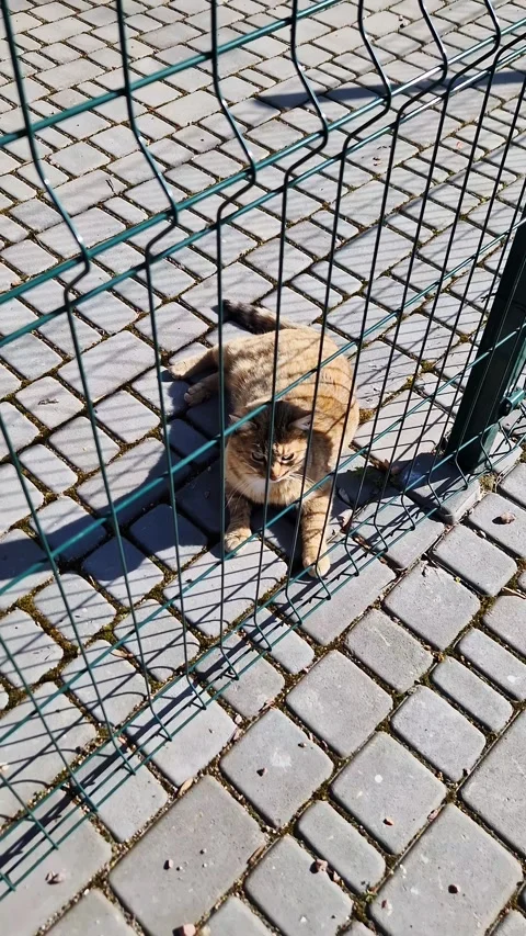 Ginger Tabby Cat Lying on Cobblestone Pavement Behind Green Metal Fence Stock Footage 339003157