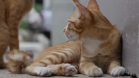 Ginger tabby cat lying on concrete floor looking up Stock Footage 345306693