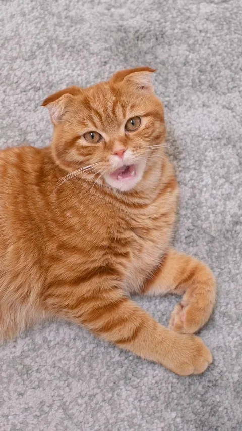 Ginger tabby cat lying on a gray carpet close-up, top-down view. 库存影片 346195330