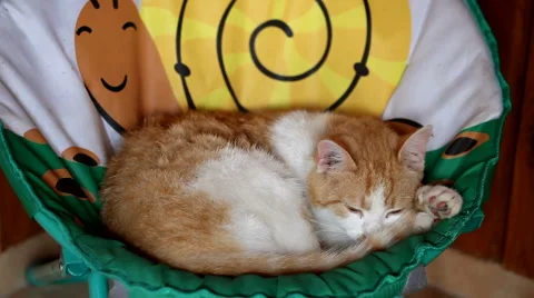 Ginger tabby cat lying in the green basket Stock Footage 55703278