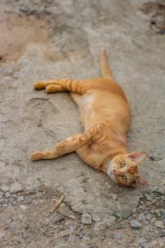 A ginger tabby cat lying playfully Stock Photos