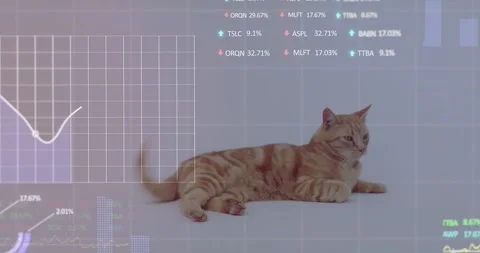 Ginger tabby cat lying, turning head right, HUD overlays fading in and animating Stock Footage 333904907