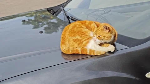 Ginger tabby cat napping on a car hood; smooth dark surface, sunlight highlights Stock Footage 346454103