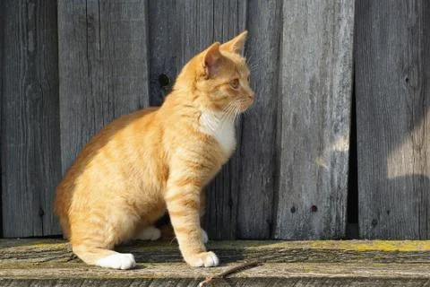 Ginger tabby cat Stock Photos