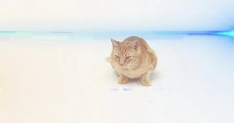Ginger tabby cat reacting to offscreen movement on white floor with blue band, Stock Footage 321070977