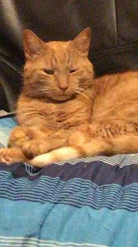 Ginger tabby cat relaxing on a patterned bedspread in warm Stock Photos