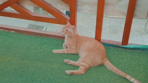 Ginger Tabby Cat Relaxing on Rooftop Terrace, Dahab Egypt Stock Footage 343164073