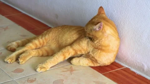 Ginger Tabby Cat Resting Comfortably On Floor While Meowing Thailand. Stock Footage 345699483