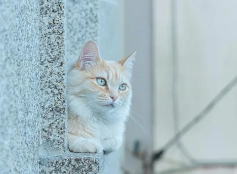 Ginger Tabby Cat Resting on Granite Stone Ledge Stock Photos