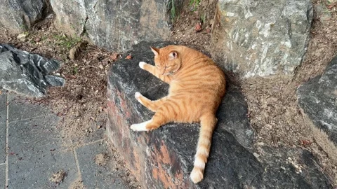 Ginger Tabby Cat Resting on Large Rock in Outdoor Park 库存影片 342516234