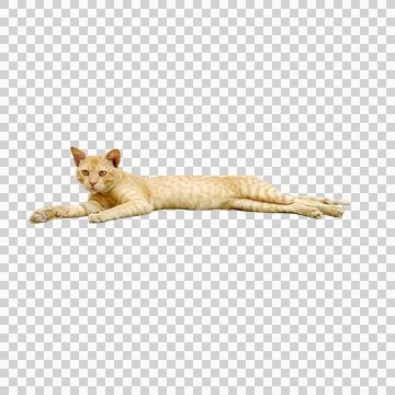 Ginger tabby cat resting lying down isolated on white background image Stock Photos