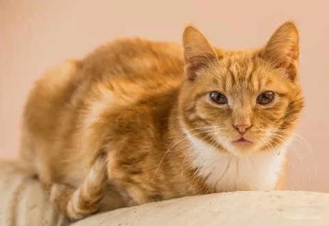 Ginger Tabby Cat Resting Stock Photos