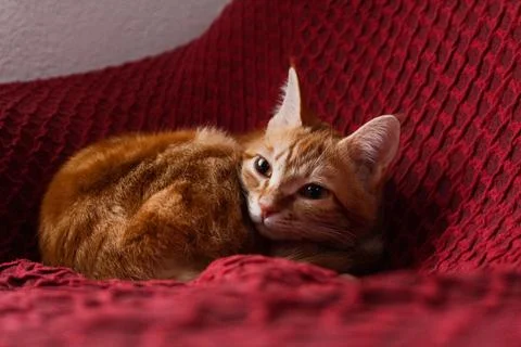 Ginger tabby cat resting on a red textured blanket Stock Photos