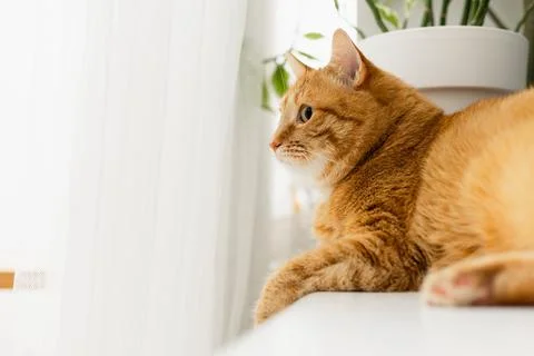 Ginger tabby cat resting by a window with sheer curtains and a potted plant Stock Photos