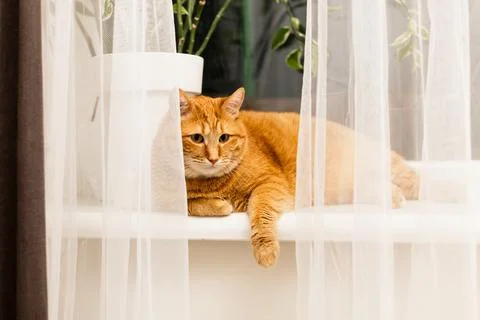 Ginger tabby cat resting on a windowsill behind sheer white curtains with g.. Foto stock