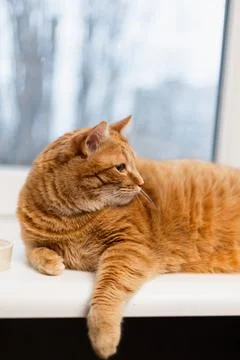 Ginger tabby cat resting on a windowsill, looking out the window with a tho.. Stock Photos