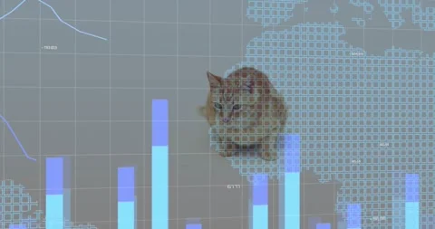 Ginger tabby cat seeing rising bars, pawing and watching cubes pulsing into map Stock Footage 326187308