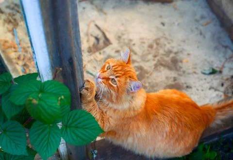 Ginger tabby cat sharpens claws outdoors. Stock Photos