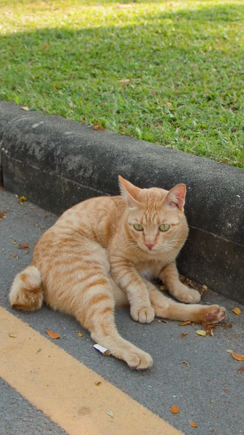 Ginger Tabby Cat Sitting on Asphalt Path in Lumpini Park Vídeo Stock 343334144