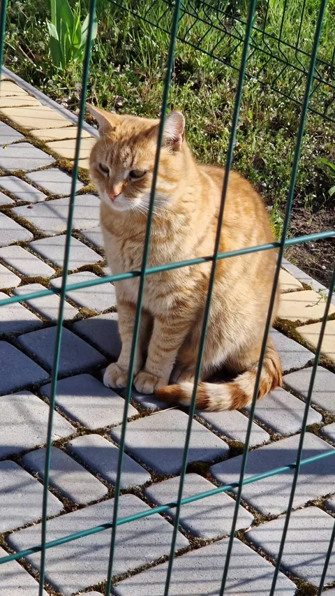Ginger Tabby Cat Sitting Behind a Wire Fence on a Stone Path Outdoors Stock Footage 339003024
