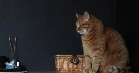 Ginger tabby cat sitting calmly next to a woven basket and diffuser Stockbeeldmateriaal 339066261