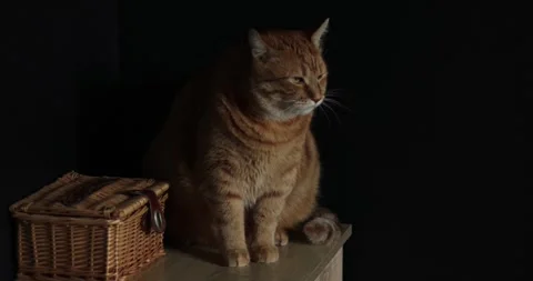 Ginger tabby cat sitting calmly next to a wicker basket with a dark background Stock Footage 339066343