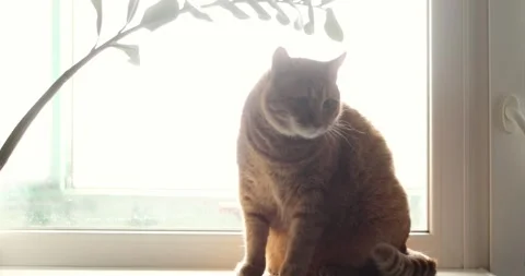 Ginger tabby cat sitting on windowsill bathed in soft natural light Stock Footage 339067632