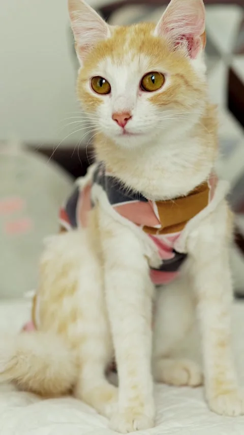 Ginger tabby cat sitting in yellow anti licking recovery suit Stock Footage 341856470