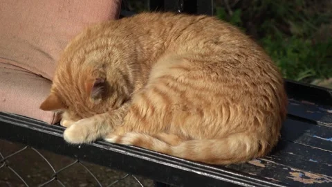 Ginger tabby cat sleeping curled up hiding face in paws 스톡 동영상 342946212