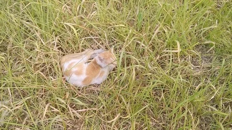 Ginger Tabby Cat Sleeping on Garden Lawn Stock Footage 340618599