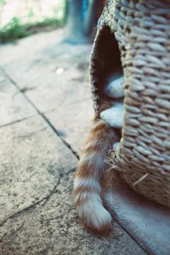 Ginger tabby cat sleeping outside in a wicker pod Stock Photos