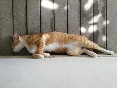 Ginger tabby cat sleeping on terrace at noon, sunlight spotted on floor Stock Photos