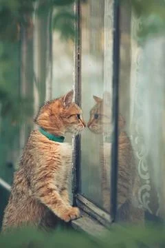 Ginger tabby cat standing on hind legs with teal collar, peering at its refle Stock Photos