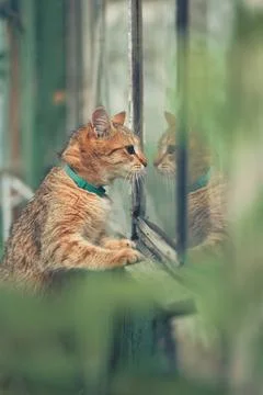 Ginger tabby cat standing on hind legs with teal collar, peering at its refle Stock Photos