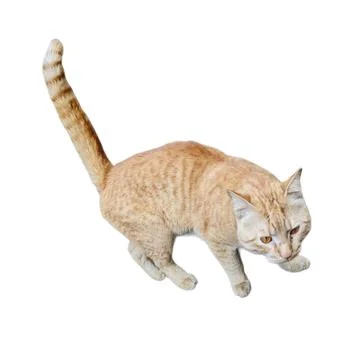 Ginger Tabby Cat Standing on White Background 스톡 사진