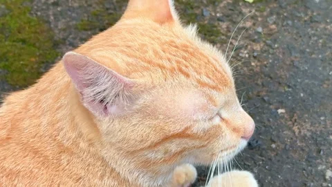 Ginger tabby cat strolling on a rough path, detailed fur texture, relaxed Stock Footage 334738227