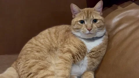 Ginger Tabby Cat Waking Up Stretching On Leather Couch Close Up Stock Footage 346656424
