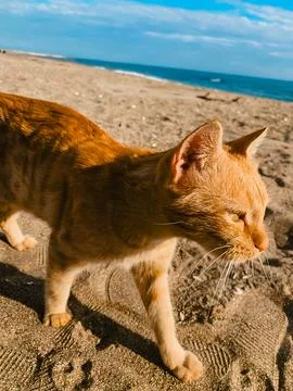 Ginger Tabby Cat Walking on Sandy Beach near Ocean Shore under Blue Sky Stock Photos