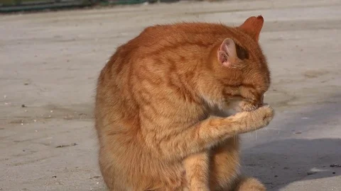 Ginger tabby cat washes Stock Footage 72171525