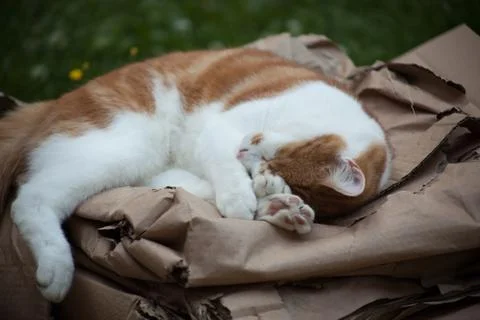 Ginger Tabby in the Garden Stock Photos