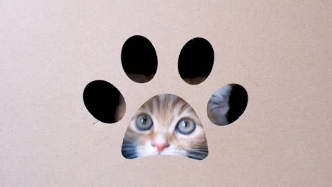 A ginger tabby kitten peeks out of a hole in cardboard box shaped like a cats Stock Footage 336038085