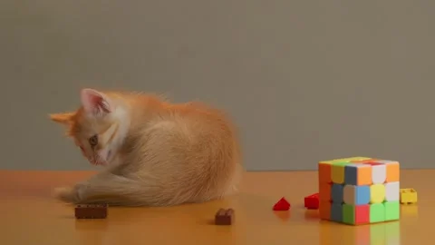 Ginger tabby kitten playting with tails Stock Footage 292088053