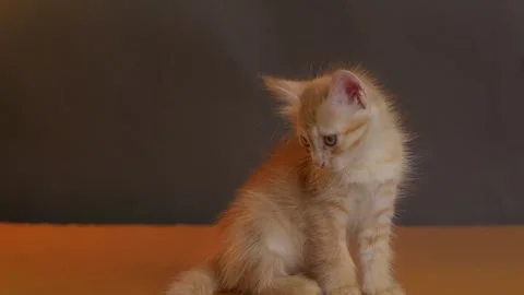 Ginger tabby kitten siting on a table Video stock 292087452