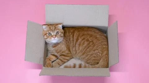 Ginger tabby kitten sitting in cardboard box on pink background, top view. Stock Footage 340956800