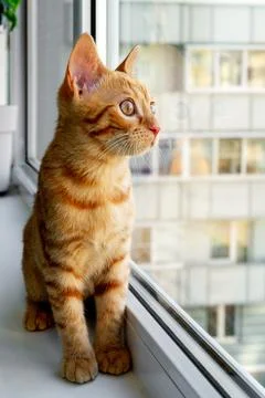 Ginger tabby kitten sitting on the windowsill and looking out Stock Photos
