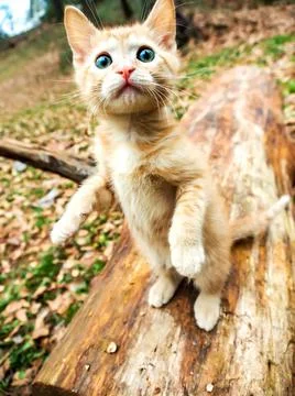 Ginger tabby kitten standing up on log Stock Photos