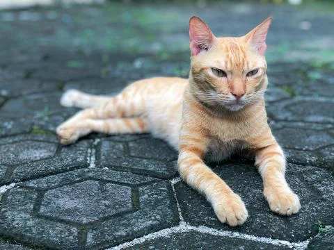 Ginger tabby lounging on patterned blocks, calm attitude. Foto stock