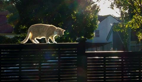 Ginger tabby patterned cat walking along on fence back-lit by late afternoo.. Stock Photos