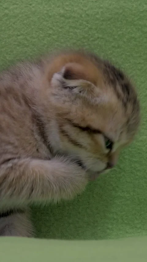 Ginger tabby Scottish Fold kitten licking paw Stock Footage 327642376