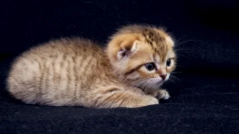 Ginger tabby scottish fold kitten pouncing on dark black studio background Stock Footage 328924358